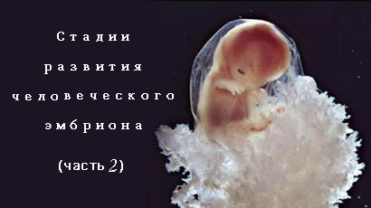 Стадии развития человеческого эмбриона